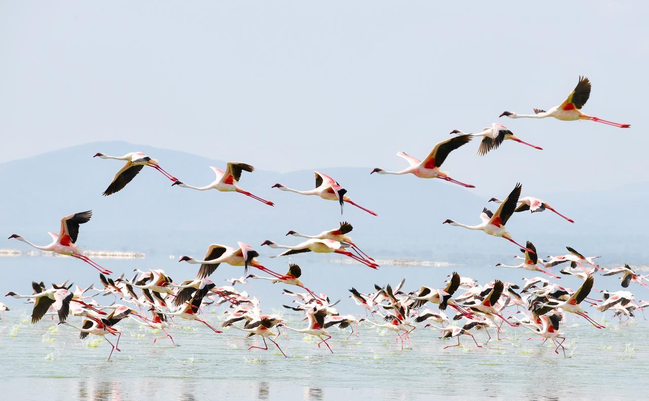 Mbweha Camp Lake Nakuru Elmenteita Екстериор снимка