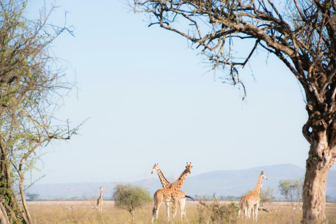 Mbweha Camp Lake Nakuru Elmenteita Екстериор снимка